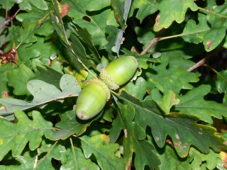 Quercus_petraea_foliage_acorns_Bulgaria
