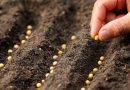 RADY DO ZAHRADY: Proč semenařit?