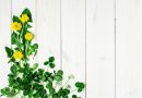 Jarní nabíječ – zelená devítka